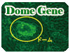 Dome Gene
