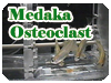 Medaka Osteoclast