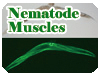 Nematode Muscles