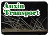 Auxin Transport