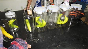 ガラス容器に入れられたバナナ。バナナ周囲のガス環境を詳細に分析するためのものです。