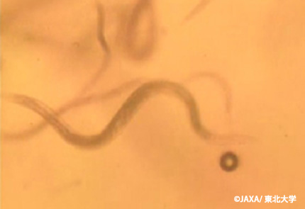 実験終了時に顕微鏡で撮影した線虫
