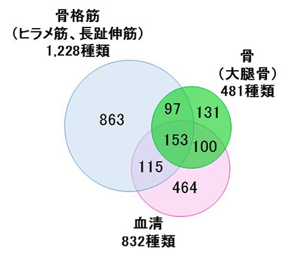 図1　帰還したマウスの組織で発現しているタンパク質の種類（提供:JAXA/横浜市立大）