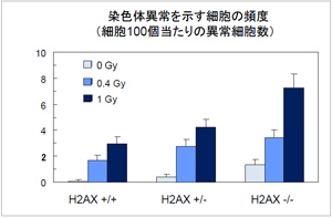 画像：図3 ヒストンH2AX遺伝子の欠失による放射線（鉄イオン線）照射後の染色体異常の増加（NASA Cucinotta博士、秦博士との共同研究）