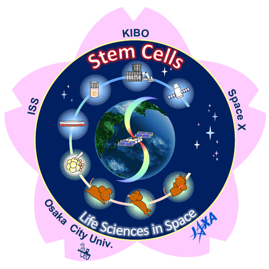 Stem Cellsパッチロゴ