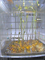 植物長期生育実験で育てられたシロイヌナズナ（©JAXA/富山大学）