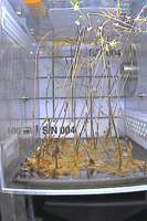 ISSの微小重力環境で生育させたシロイヌナズナ（実験開始後62日目、収穫前）（©JAXA/富山大学）