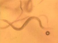 実験終了時に顕微鏡で撮影した線虫（©JAXA/東北大学）