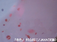 「赤色」で得られた桜吹雪の3D画像（出典：村山裕三/JAXA（実施））