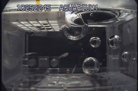 AQH飼育水槽内のメダカの様子（10月26日撮影）（出典：JAXA/NASA）